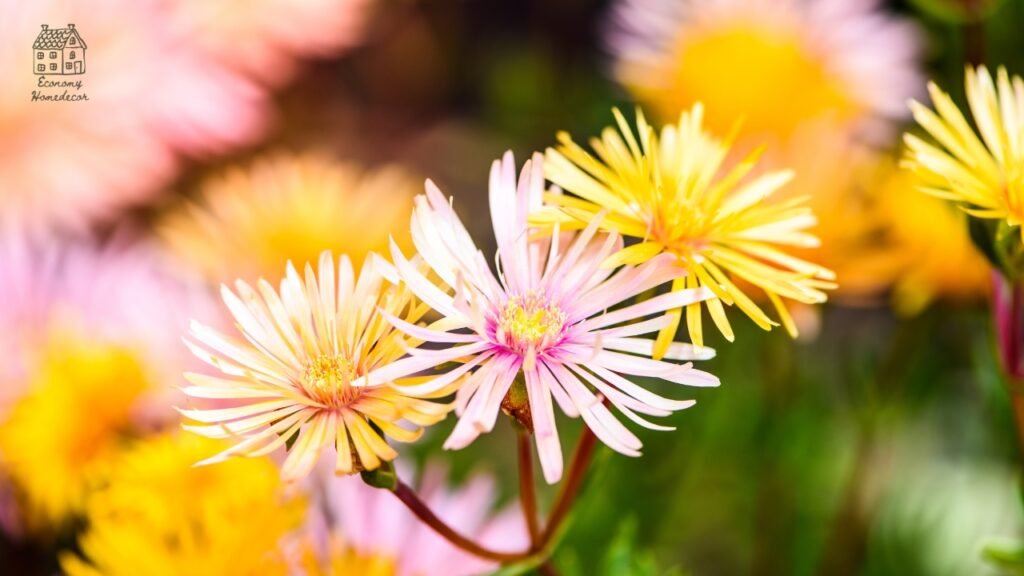 Flowers That Bloom in Summer: 25 Long-Lasting Picks for All-Season Color