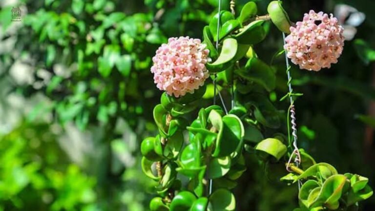 Hindu Rope Plant Care: Complete Guide to Grow & Maintain Healthy Hoya