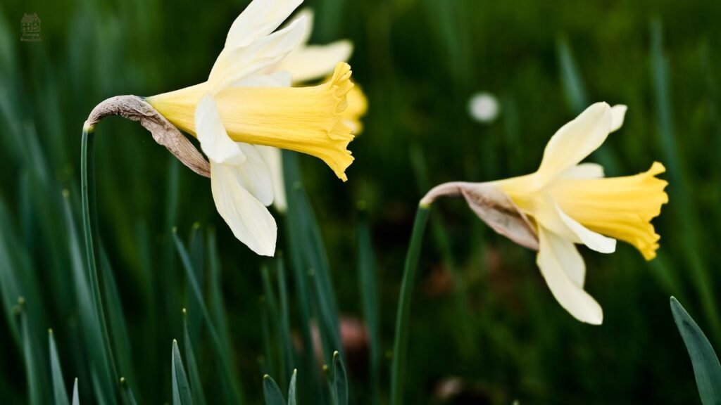 Jonquil vs Daffodil: What’s the Difference? (Easy Guide for Beginners)