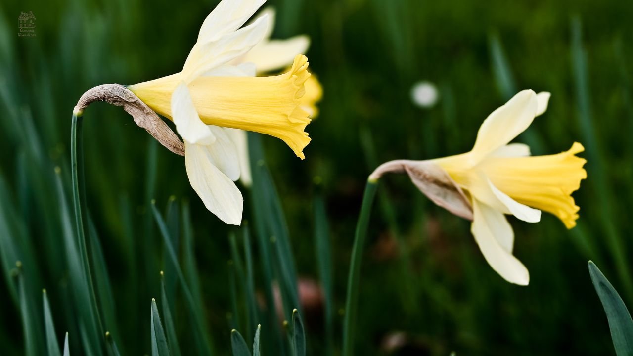 Jonquil vs Daffodil: What’s the Difference? (Easy Guide for Beginners)