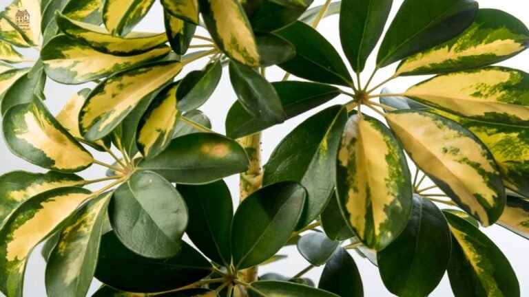 Ficus Tineke Care Guide: Complete Indoor Rubber Plant Growing Tips, Problems & Solutions