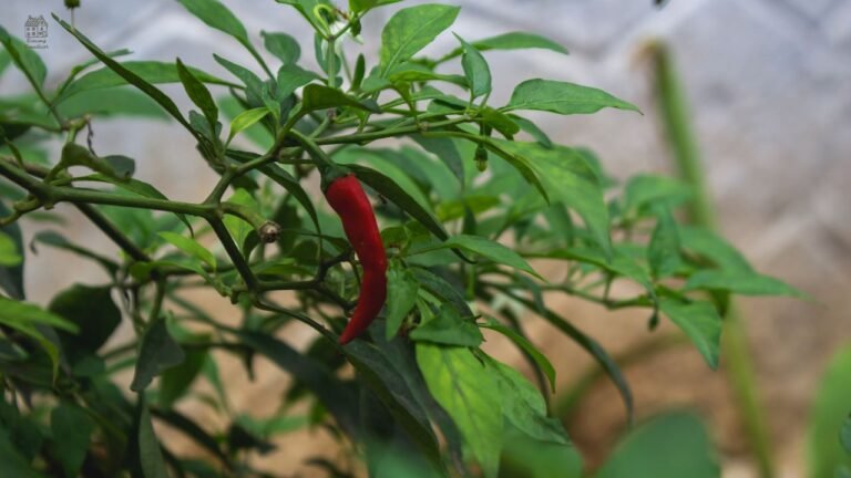 Pepper Companion Plants: Best Plants to Grow with Peppers (Beginner Guide)