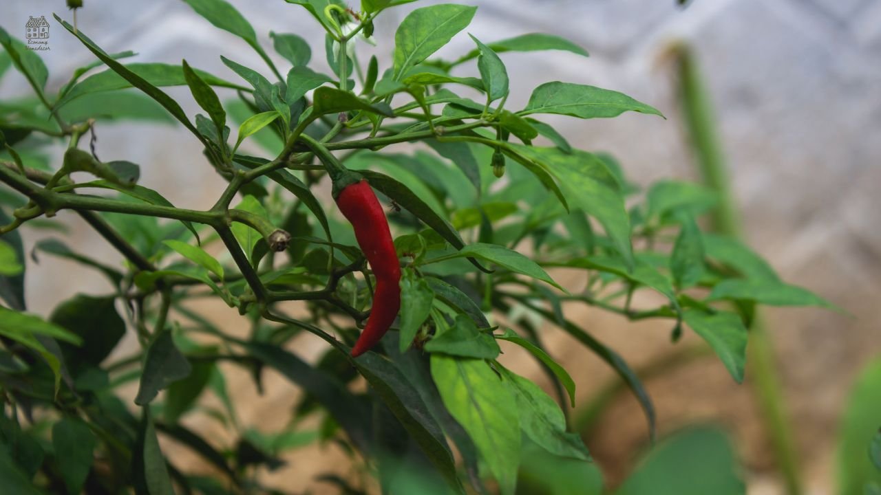 Pepper Companion Plants: Best Plants to Grow with Peppers (Beginner Guide)