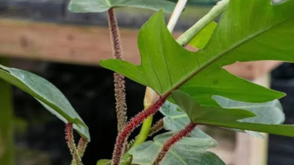 Philodendron Squamiferum: Complete Care Guide, Identification & Growing Tips