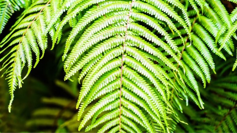 Crocodile Fern Care Guide: Complete Beginner-Friendly Growing Tips for Healthy Indoor Plants