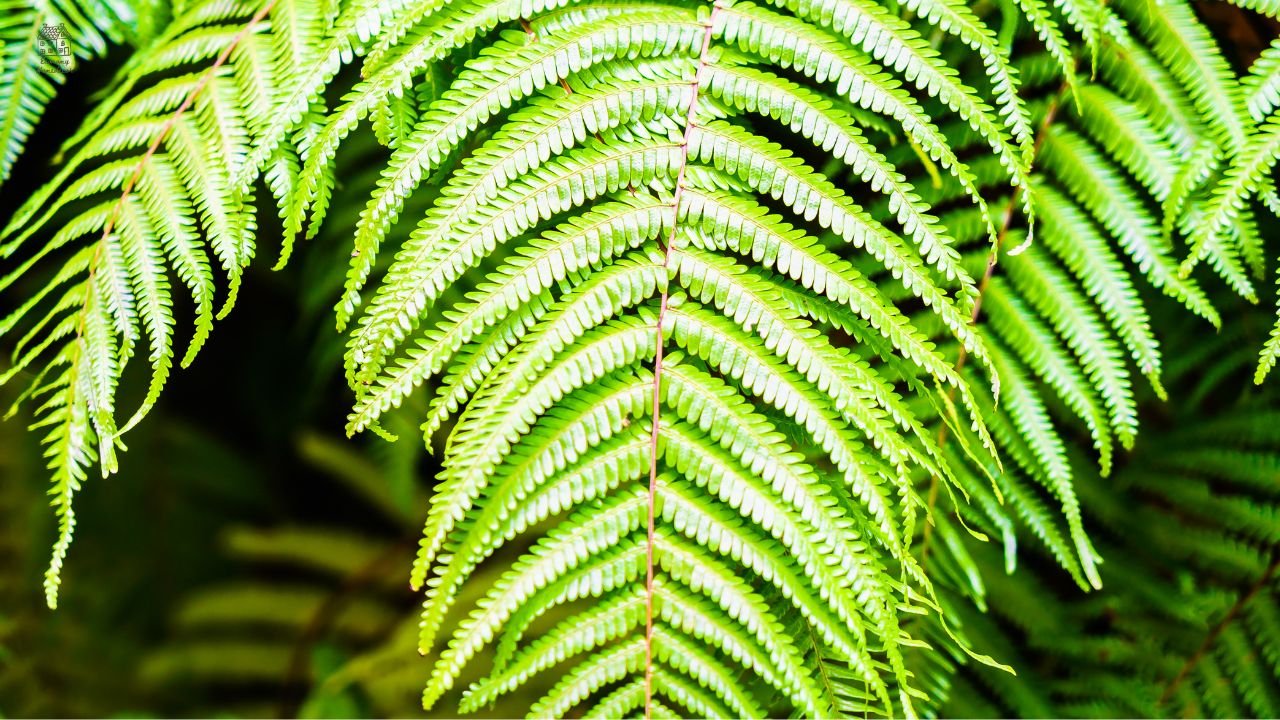 Crocodile Fern Care Guide: Complete Beginner-Friendly Growing Tips for Healthy Indoor Plants