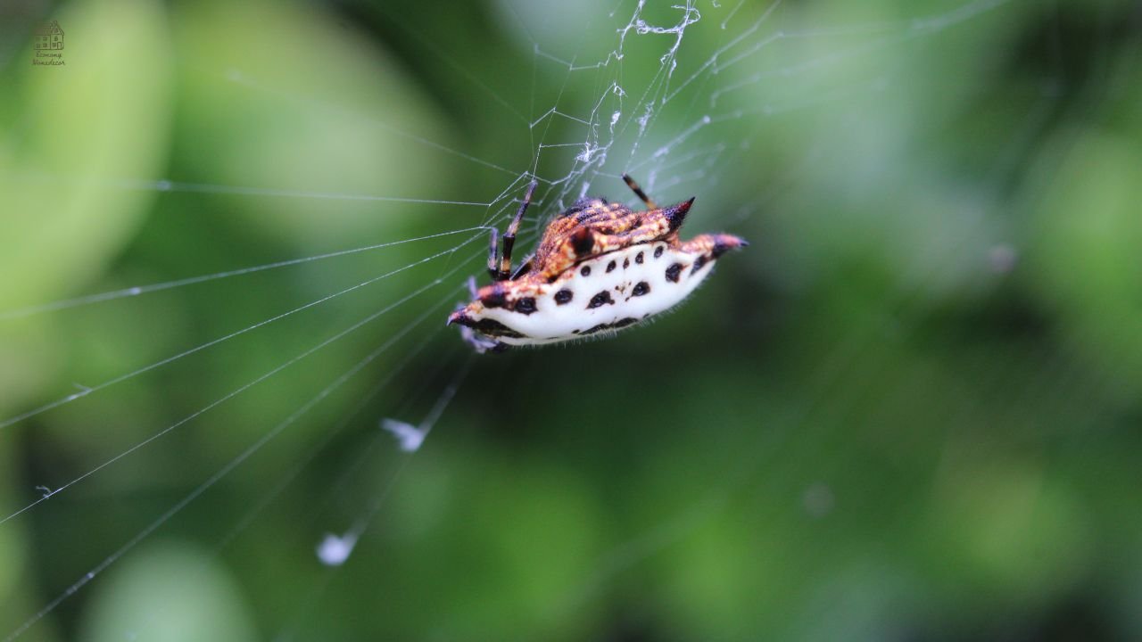 Best Fly Trap Guide: Expert Picks for Every Home & Situation