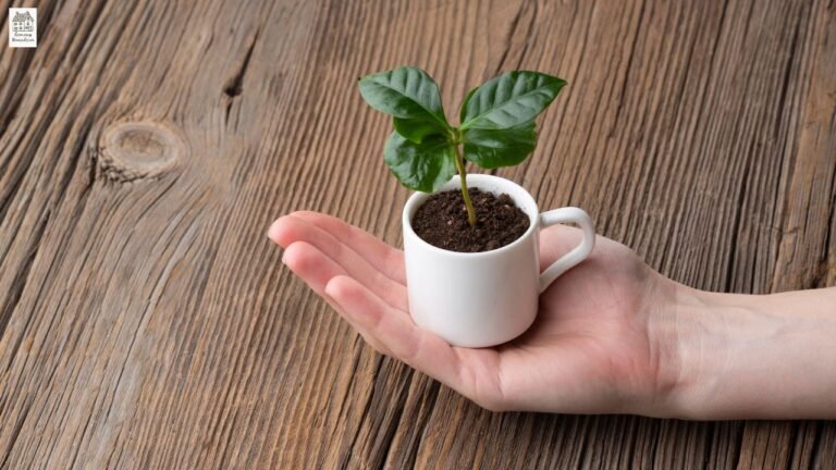 Easy Plant for Beginners: Best Low-Maintenance Indoor Plants (2026 Guide)