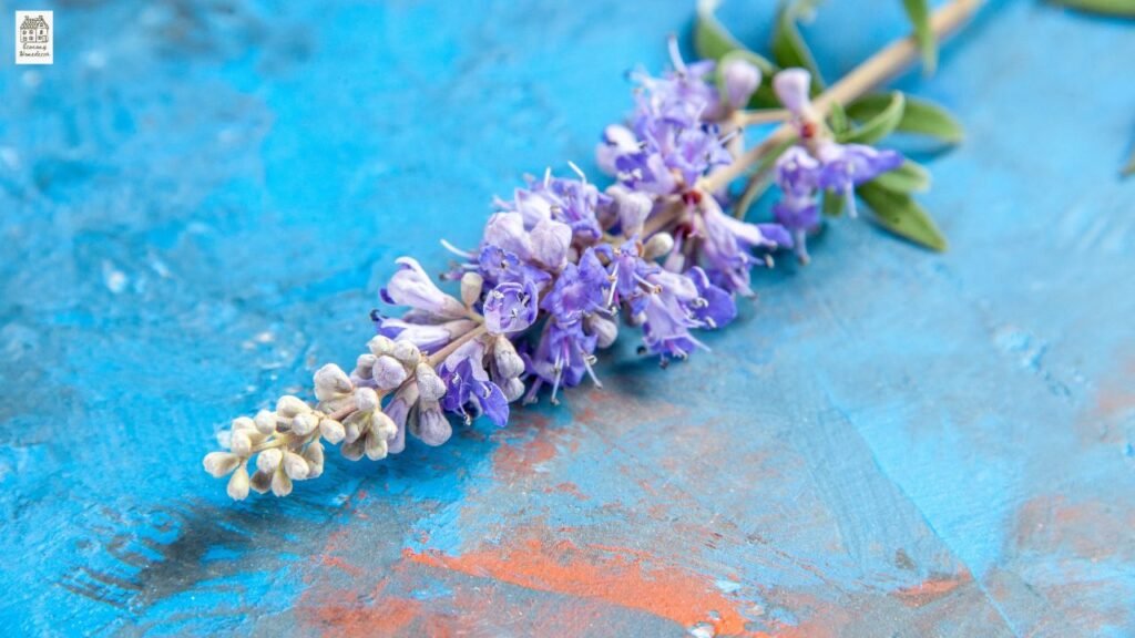 Spanish Lavender (Lavandula stoechas): Complete Guide to Growing, Caring & Using This Fragrant Garden Gem