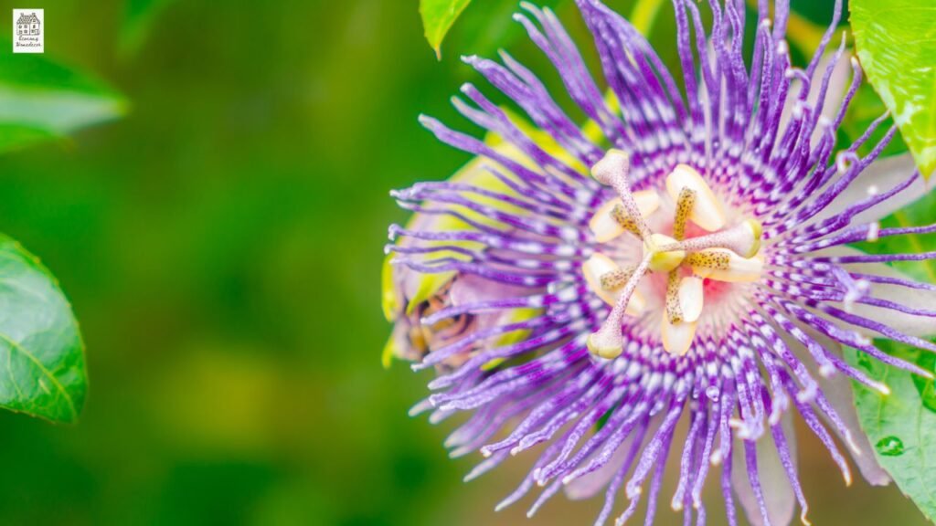 Purple Passion Plant Care Guide: Complete Beginner-Friendly Growing Tips