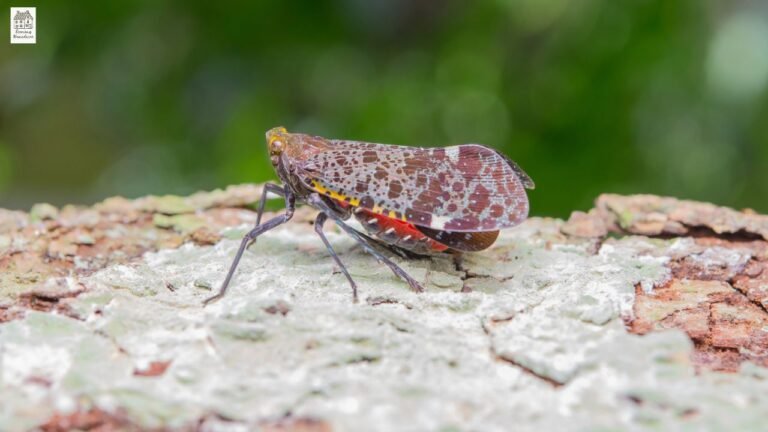 What Bugs Look Like Bed Bugs? Identification Guide for Homeowners