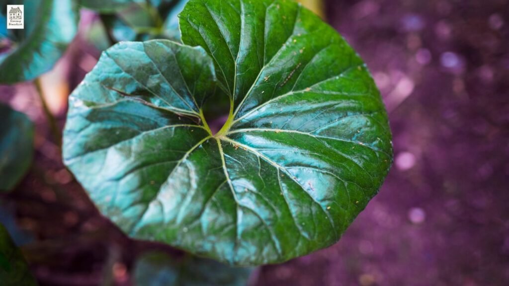 Alocasia Jacklyn Care Guide: How to Grow, Water & Fix Common Problems