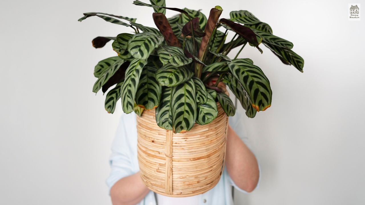 Philodendron Brasil Care Guide: Complete Growing, Problems & Buying Tips (Beginner Friendly)