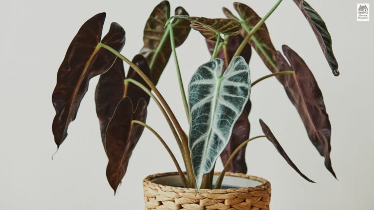 Philodendron White Wizard: Complete Care, Growth, and Buying Guide (2026)