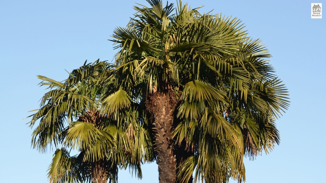 Types of Palm Trees: Complete Guide to Indoor, Outdoor & Tropical Varieties