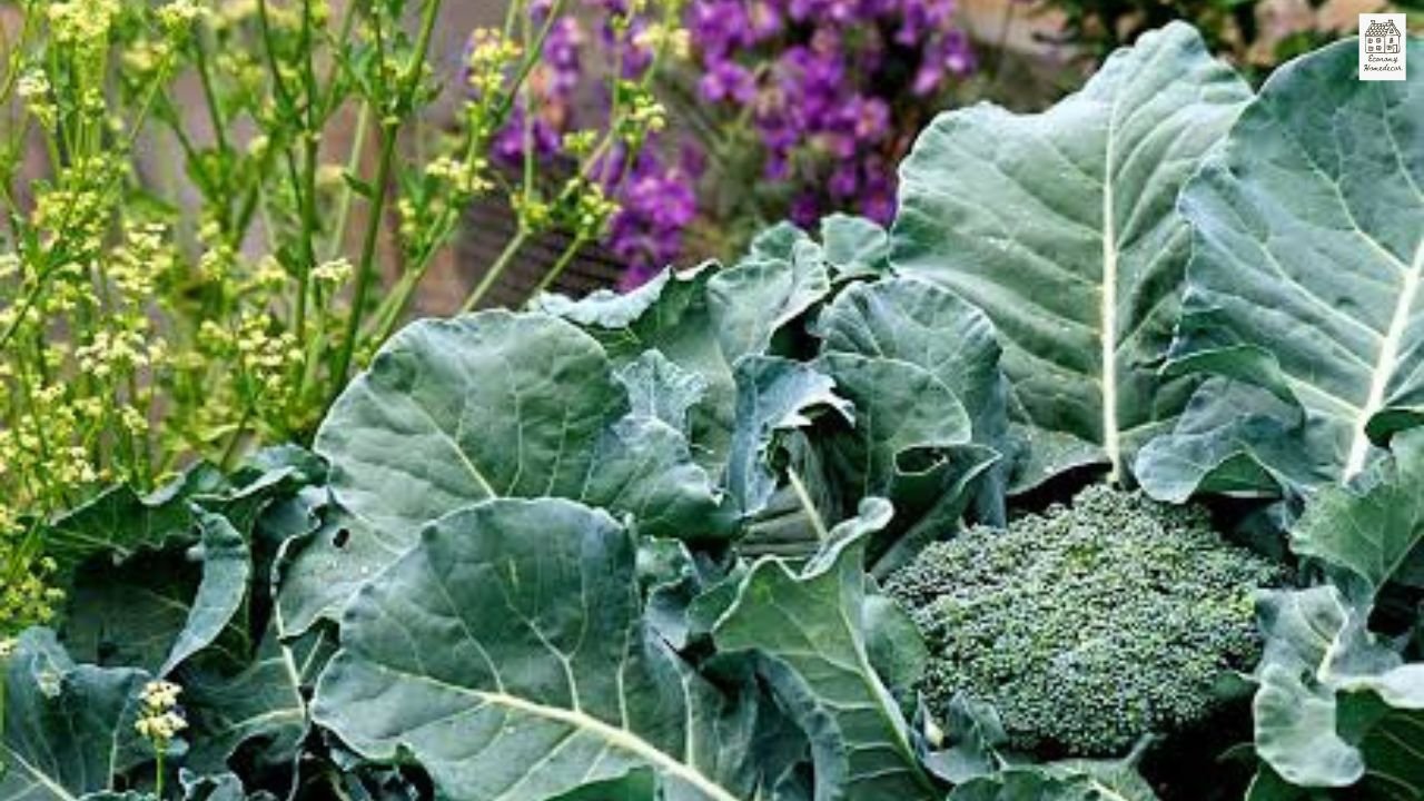Broccoli Companion Plants: Best & Worst Plant Pairings Guide