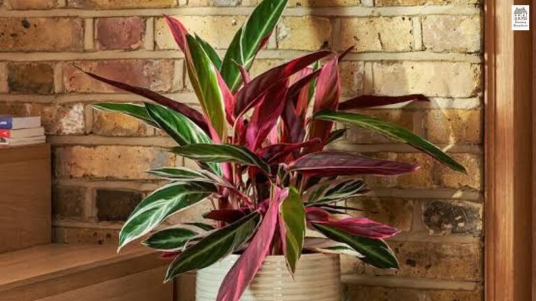 Stromanthe Triostar Care Guide: Complete Growing, Watering & Troubleshooting Tips