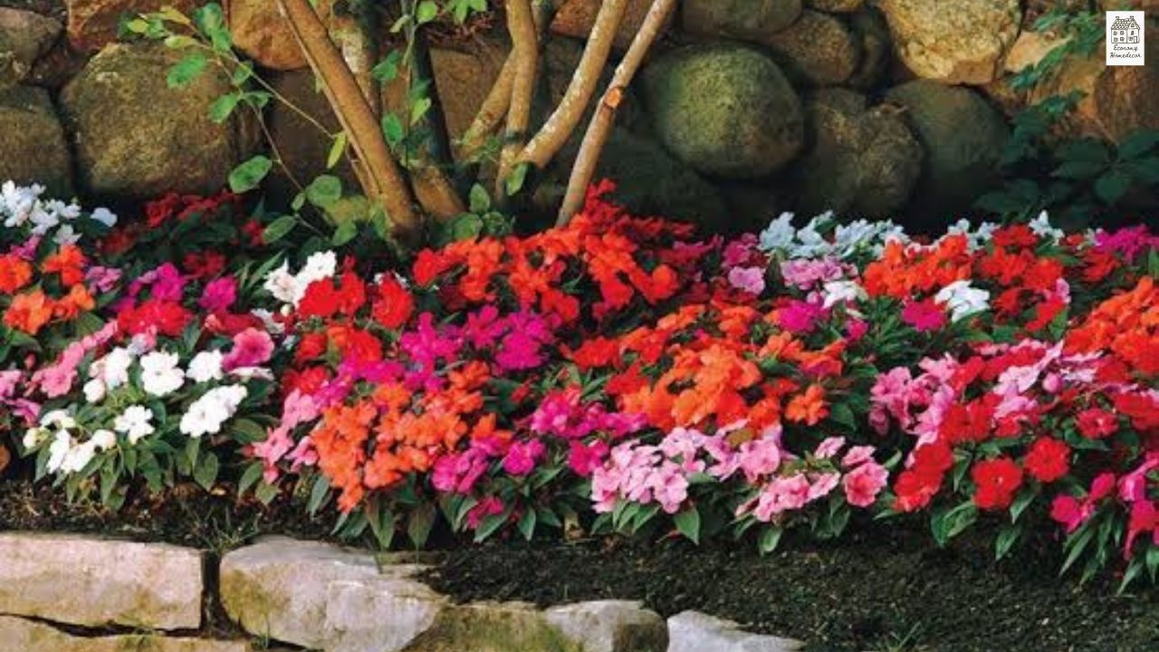 New Guinea Impatiens Care Guide: How to Grow, Water & Keep Them Blooming All Year