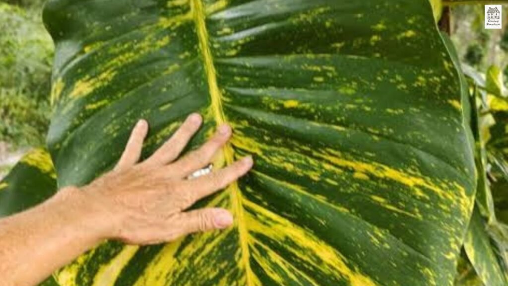 Hawaiian Pothos: Complete Care Guide, Meaning, and How to Grow Big Lush Leaves