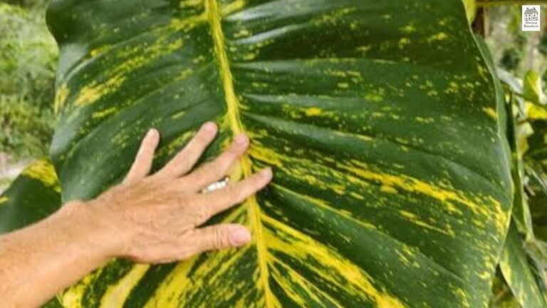 Hawaiian Pothos: Complete Care Guide, Meaning, and How to Grow Big Lush Leaves