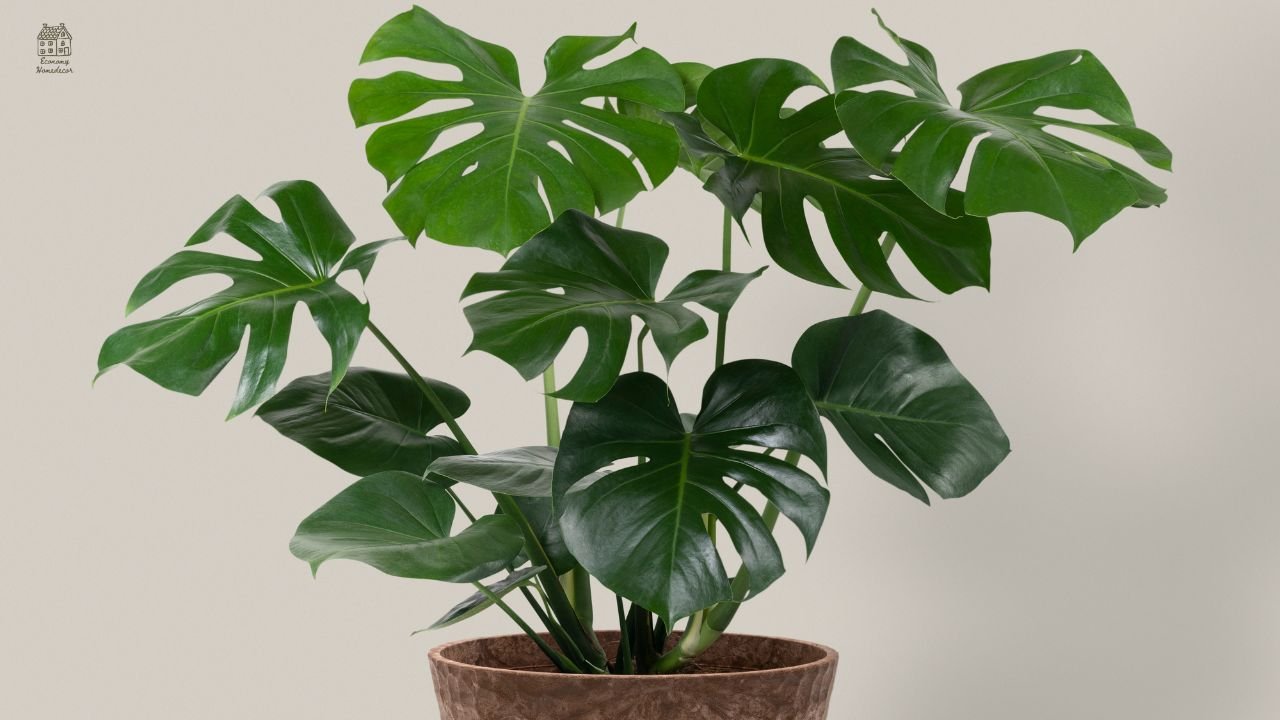 White Princess Philodendron Care Guide: Complete Growing, Troubleshooting & Identification Tips