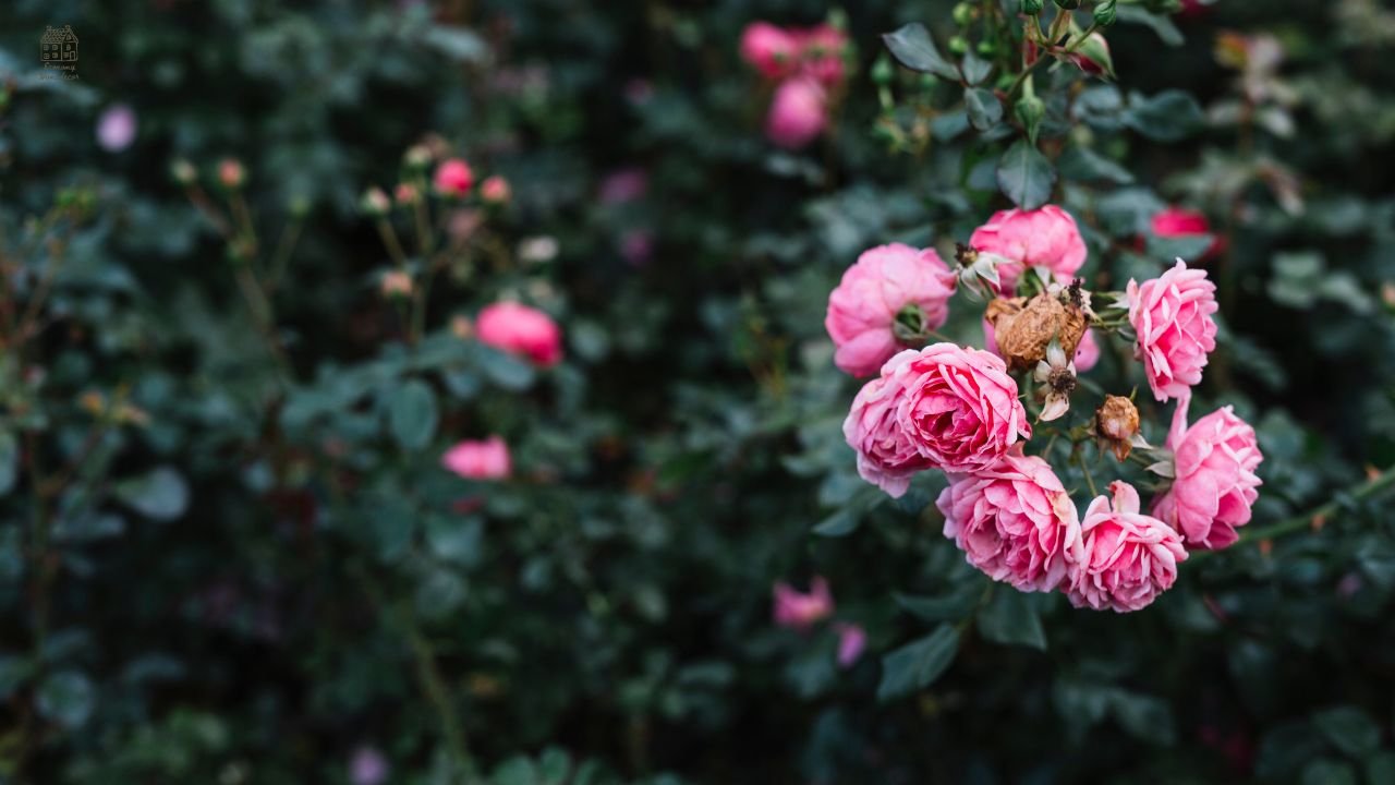 Moss Rose (Portulaca grandiflora): Complete Growing & Care Guide for Beginners