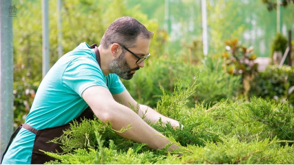 How Long Does It Take Grass Seed to Grow? Full Timeline, Stages & Expert Guide.