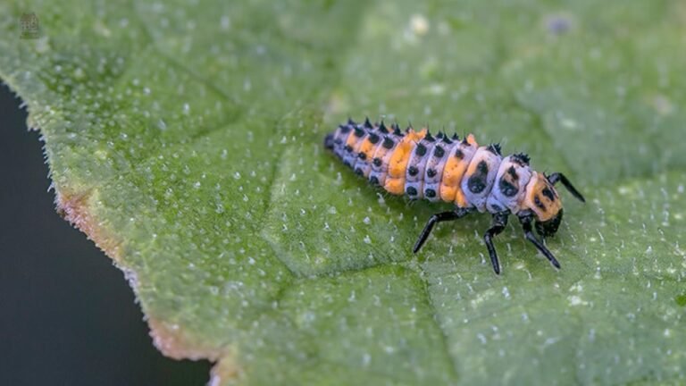 Lady Bug Larva: Identification, Life Cycle, and Benefits in Your Garden