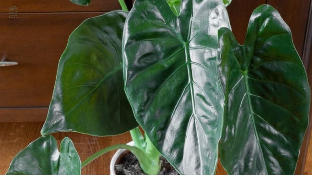 Alocasia Wentii Care Guide: Complete Indoor Growing Tips, Problems & Expert Advice