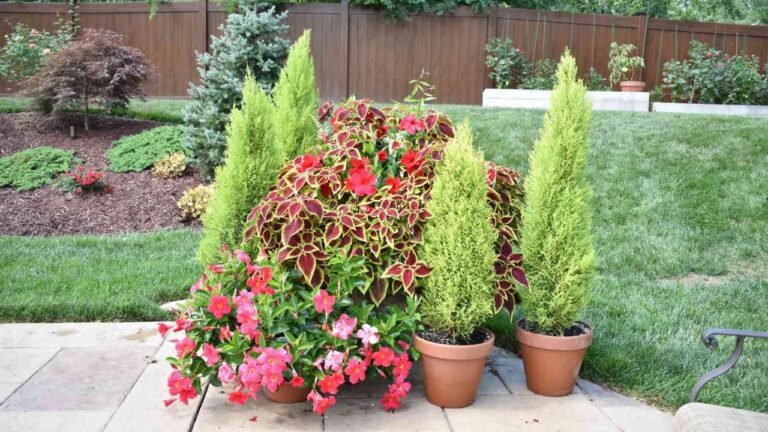 Lemon Cypress Tree Guide: How to Grow, Care for & Fix Common Problems