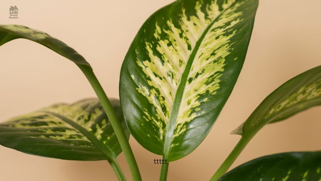 Calathea White Fusion Care Guide: Complete Beginner-Friendly Growing Tips & Problems Explained