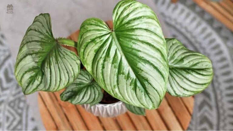 Philodendron mamei: Complete Care Guide, Growth Tips & Expert Plant Insights