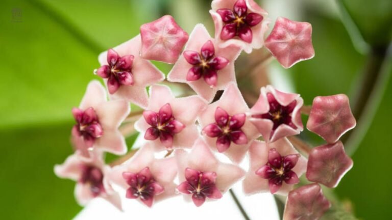 Hoya Obovata Care Guide: Complete Beginner-Friendly Indoor Plant Tips