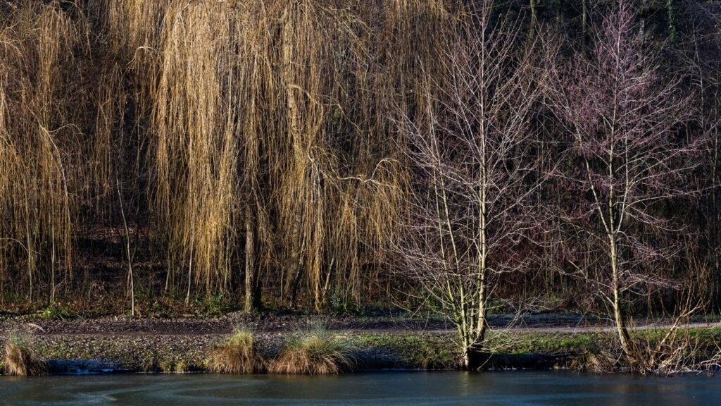 Weeping Trees: Types, Care Guide, Landscaping Ideas & Best Varieties for Gardens