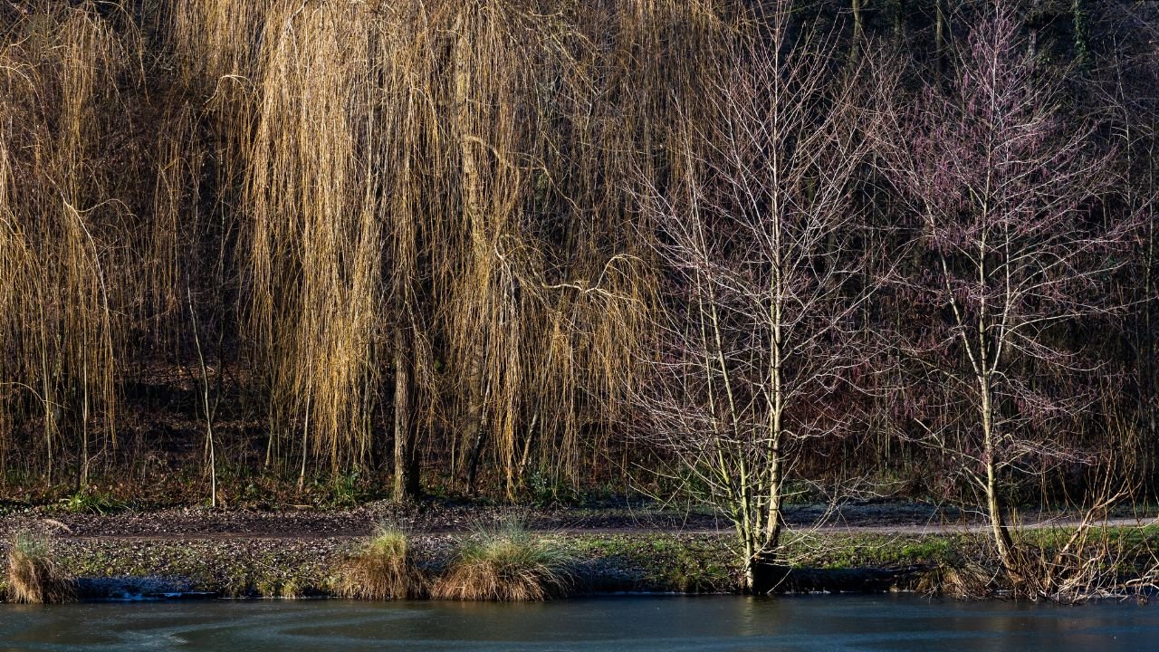 Weeping Trees: Types, Care Guide, Landscaping Ideas & Best Varieties for Gardens