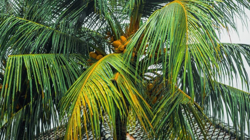 Areca Palm Care: Complete Guide to Grow Healthy Indoor Plants