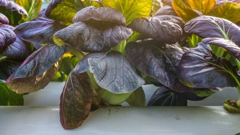 Best Cabbage Companion Plants for Bigger, Healthier Harvests (Full Guide)