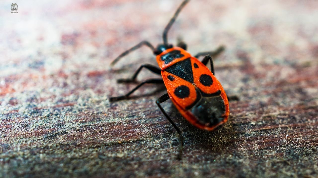 Small Tiny Bugs in House? 10 Common Types & How to Remove Them Fast