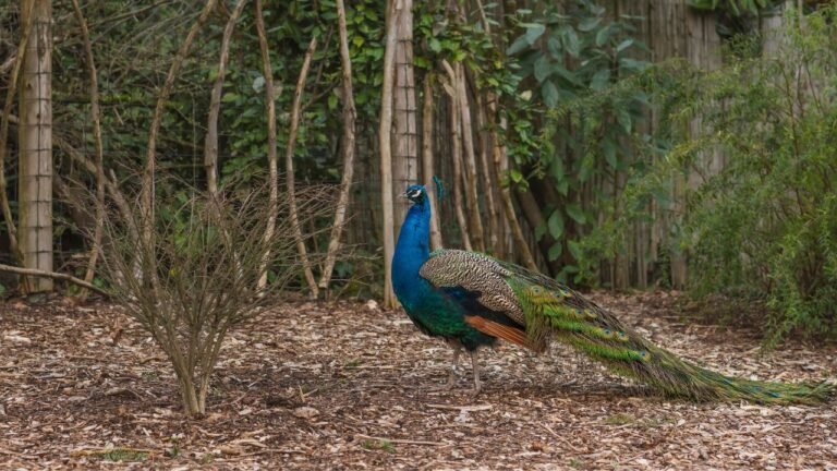 Peacock Plant Care Guide: Complete Tips, Problems & Growing Secrets for Healthy Calathea Makoyana