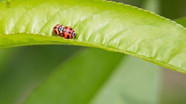 Ladybug Larvae: Identification, Benefits, Life Cycle & Garden Guide (Easy Explanation)