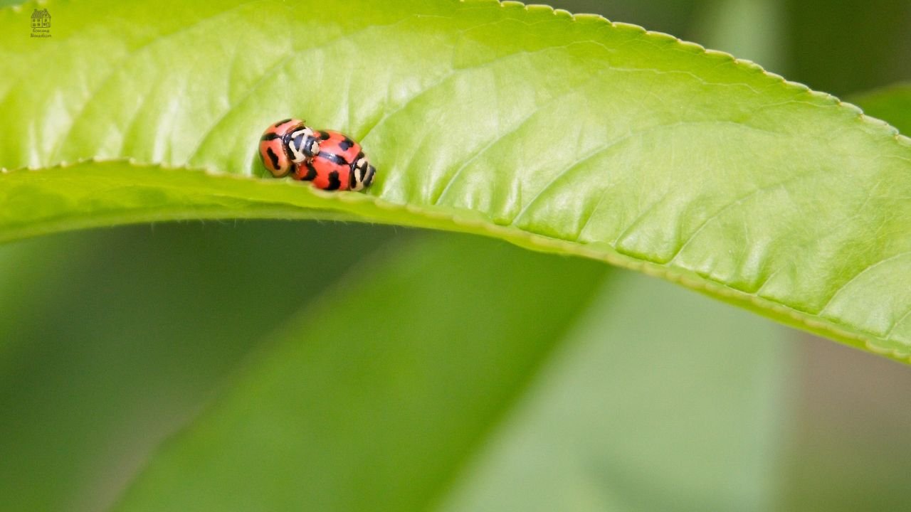 Ladybug Larvae: Identification, Benefits, Life Cycle & Garden Guide (Easy Explanation)