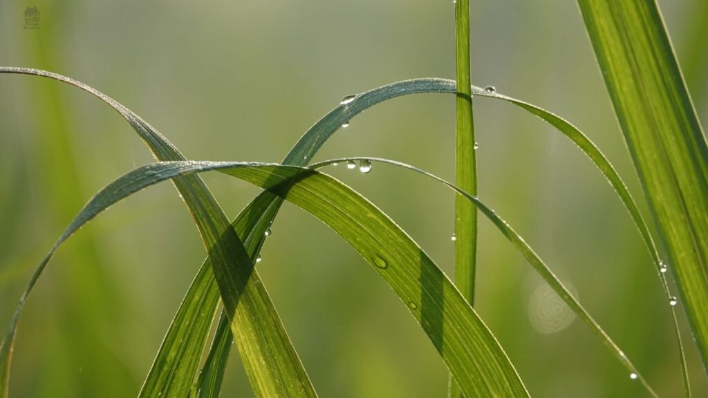 Zebra Grass (Miscanthus sinensis ‘Zebrinus’) – Complete Growing & Care Guide