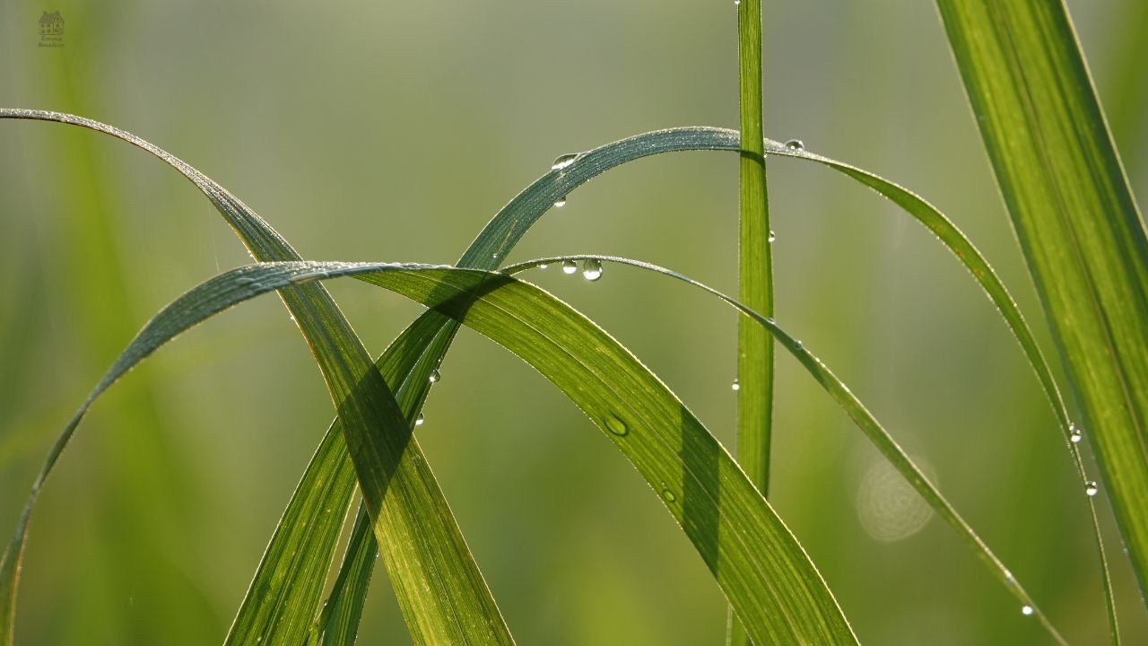 Zebra Grass (Miscanthus sinensis ‘Zebrinus’) – Complete Growing & Care Guide