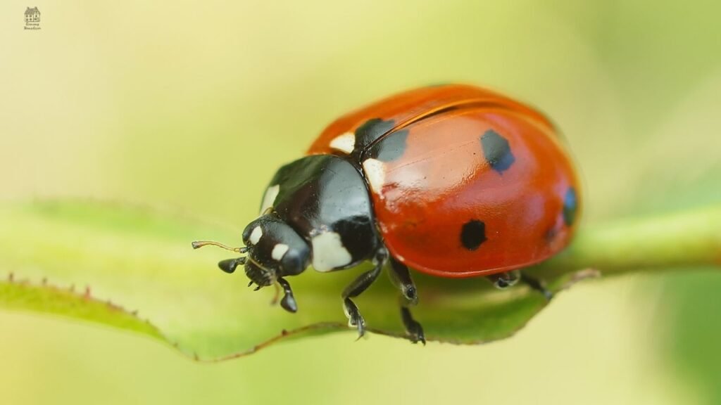 Lady Bug Larva: Identification, Life Cycle, and Benefits in Your Garden