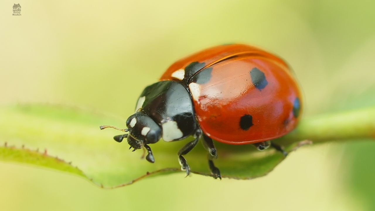 Lady Bug Larva: Identification, Life Cycle, and Benefits in Your Garden