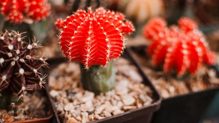 Coral Cactus Care Guide: What It Is, How to Grow It & Common Problems Explained