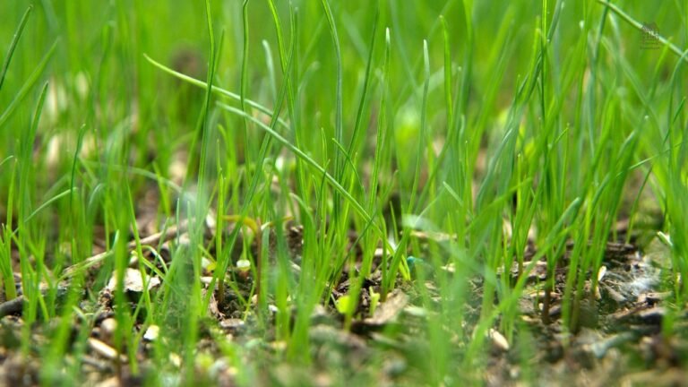 How Long Does Grass Seed Take to Grow? Full Timeline, Tips & Growth Stages Explained