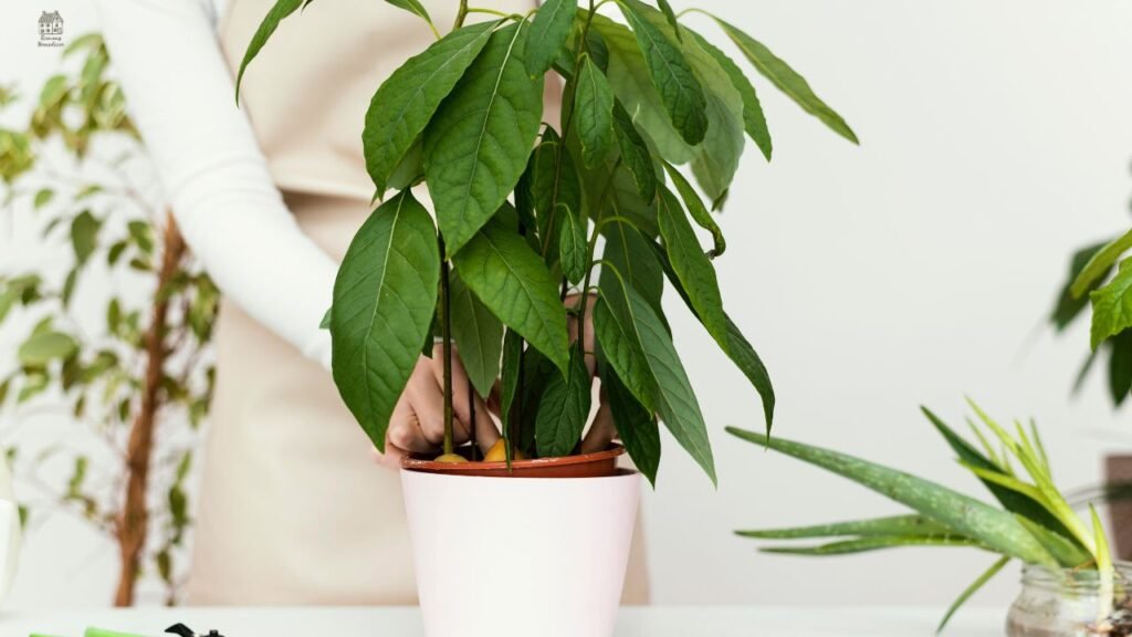 🌿 Philodendron plowmanii Care Guide: Complete Growing, Watering, Soil & Buying Tips