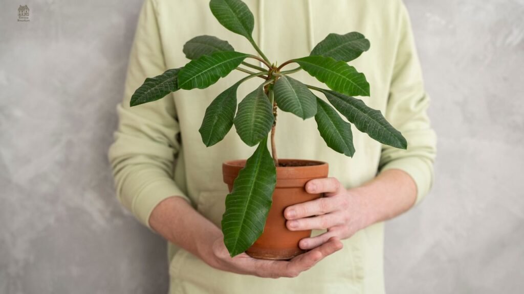 Ficus Audrey Care Guide: Complete Indoor Growing, Watering & Troubleshooting Tips