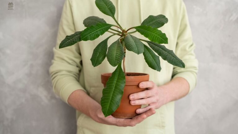 Ficus Audrey Care Guide: Complete Indoor Growing, Watering & Troubleshooting Tips